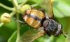 Tachina fera